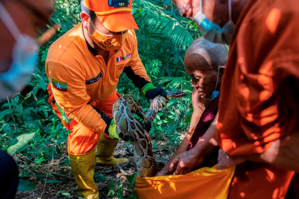 $!A Buddhist monk and firefighters release Burmese pythons into the wild at a forest on the outskirts of Yangon, Myanmar, November 30, 2020. Picture taken November 30, 2020. REUTERS/Shwe Paw Mya Tin