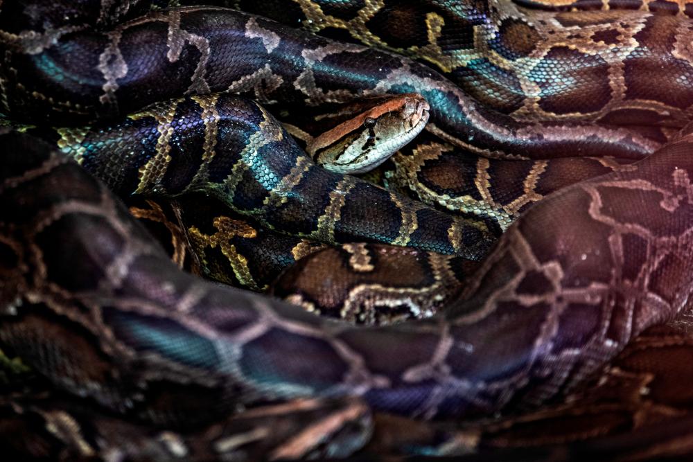 $!Rescued Burmese pythons lie in a cage at a monastery that has turned into a snake sanctuary on the outskirts of Yangon, Myanmar, November 26, 2020. Picture taken November 26, 2020. REUTERS/Shwe Paw Mya Tin