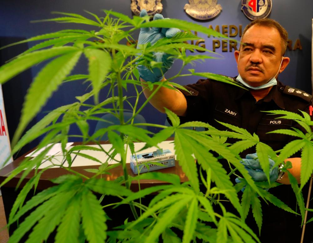 $!Ketua Polis Daerah Seberang Perai Utara ACP Noorzainy Mohd Noor menunjukkan pokok ganja yang dirampas dalam tiga serbuan di Butterworth, semasa sidang media, hari ini. MASRY CHE ANI/THE SUN