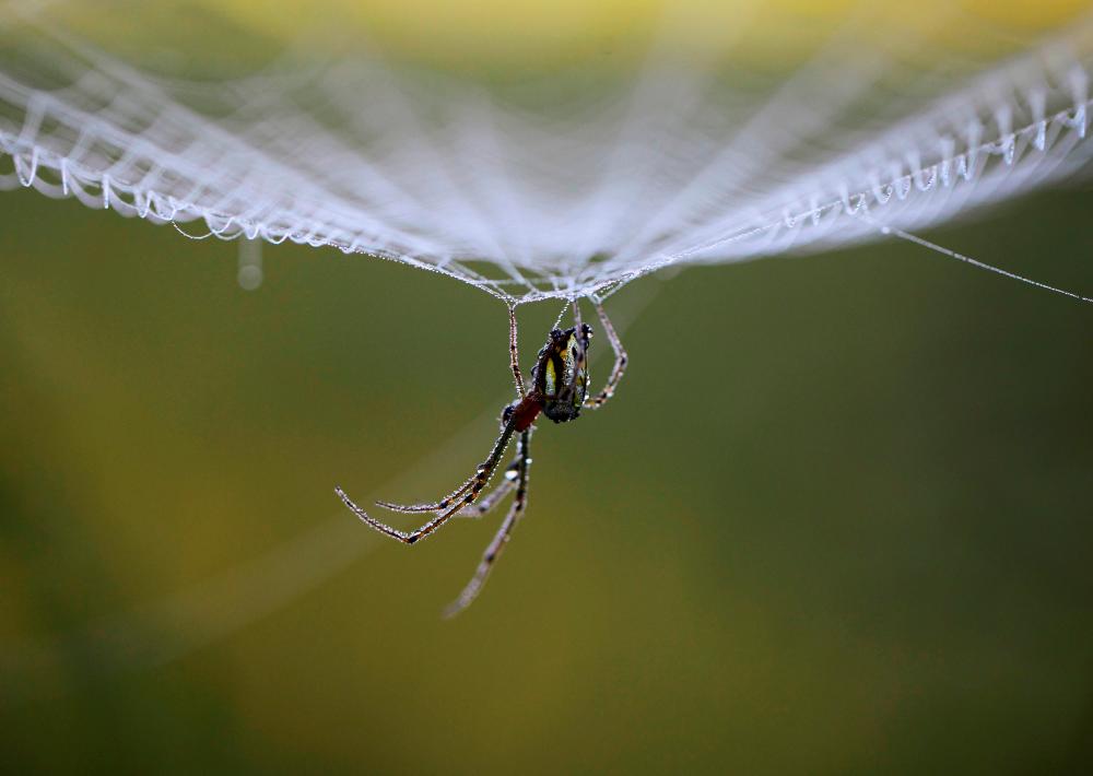 FILE PHOTO: Dewdrops gather on a spider as it rests on its web in the early morning in Lalitpur, Nepal October 11, 2011. –Reuters