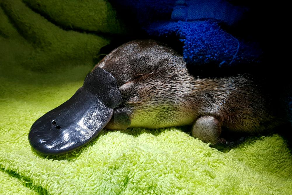A platypus captured by a University of New South Wales research team is seen during fieldwork to collect population data near Byabarra, Australia, April 12, 2021. Picture taken April 12, 2021. –Reuters