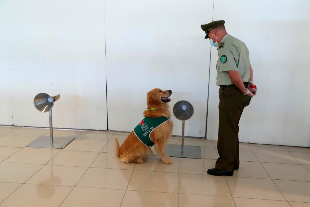 FILE PHOTO: A sniffer dog trained to detect the coronavirus disease (COVID-19) in highly frequented places works at the international airport of Santiago, Chile, December 21, 2020. - Reuters