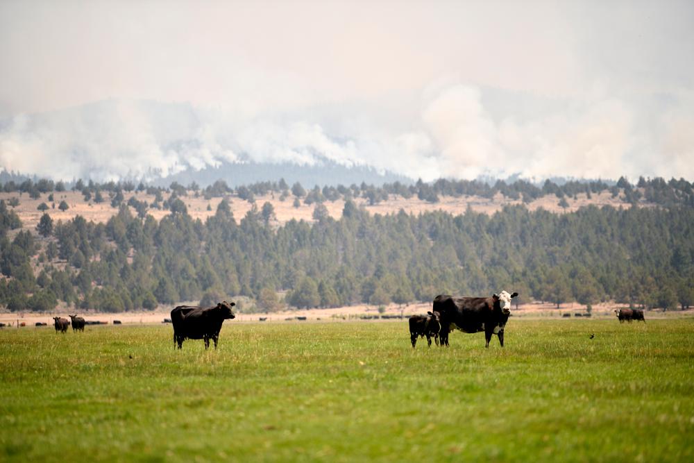The Bootleg Fire encroaches on farmland as it expands to over 225,000 acres, in Bly, Oregon, US, July 15, 2021. Picture taken July 15, 2021. -Reuters