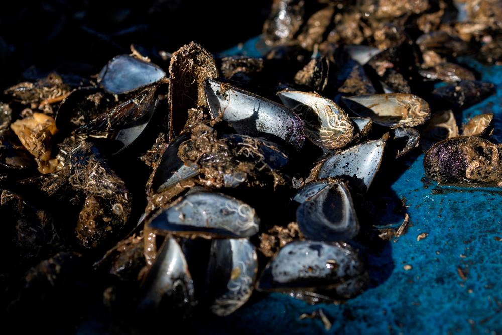 Destroyed mussels due to high temperatures this summer, are seen on the boat of mussel farmer Stefanos Sougioultzis in the Thermaic Gulf, Greece, September 15, 2021. Picture taken September 15, 2021. REUTERSpix