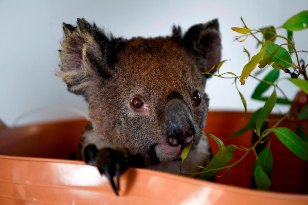 FILE PHOTO: An injured koala is treated at the Kangaroo Island Wildlife Park, at the Wildlife Emergency Response Centre in Parndana, Kangaroo Island, Australia January 19, 2020. REUTERSpix