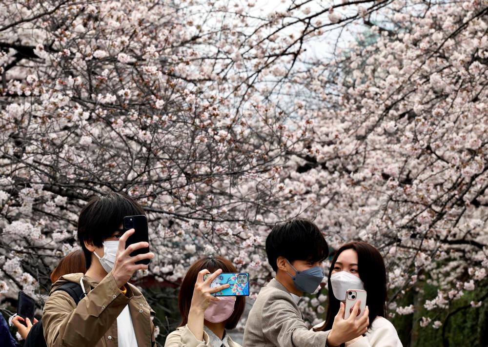 People take selfies with blooming cherry blossoms along the Meguro river in Tokyo, Japan, March 27, 2022. REUTERS