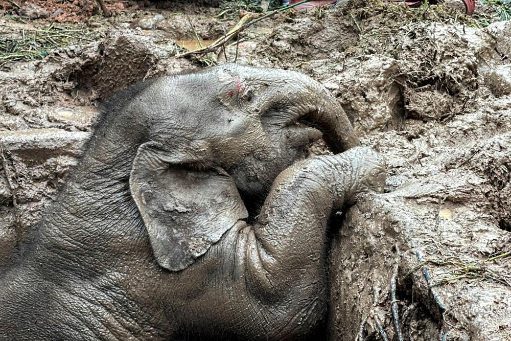 An elephant calf is seen inside a manhole after a baby and mother elephant fell into a manhole in Khao Yai National Park, Nakhon Nayok province, Thailand, July 13, 2022. REUTERSPIX