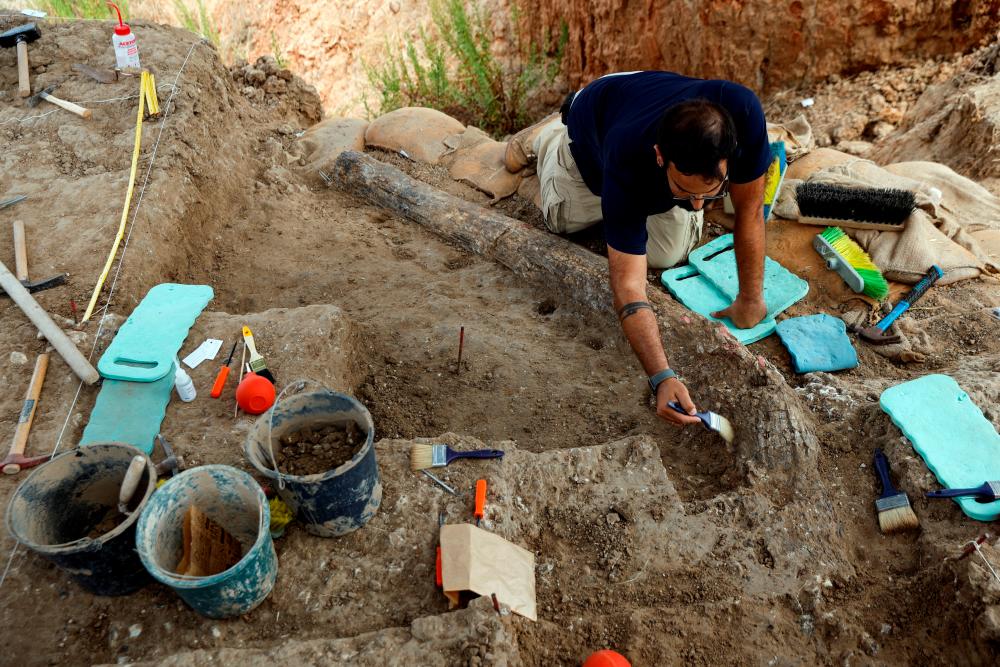 An archeologist works on a fossilised tusk from a giant prehistoric elephant that once roamed around the Mediterranean has emerged from an excavation site, offering what archaeologists said was a rare insight into the life of early inhabitants of the area, in Revadim, southern Israel/REUTERSPix