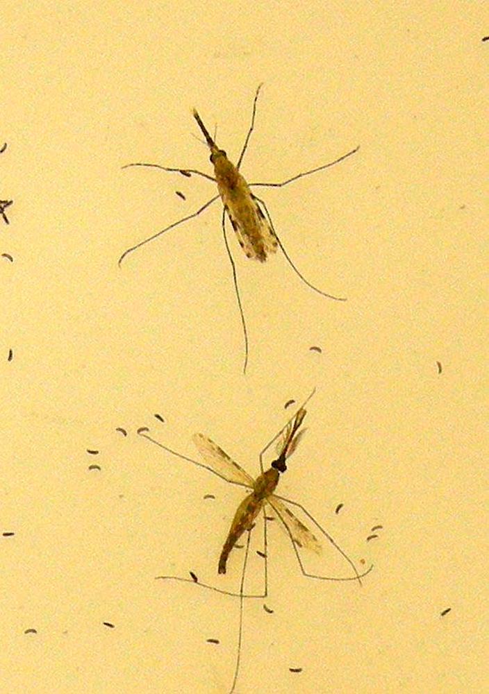 This 2010 Centers for Disease Control and Prevention (CDC) photo shows two “Anopheles gambiae” mosquitoes, the principal vector of malaria in Africa, as the female (top) is in the process of egg-laying atop a sheet of egg paper pictured with the male (bottom)/REUTERSPix