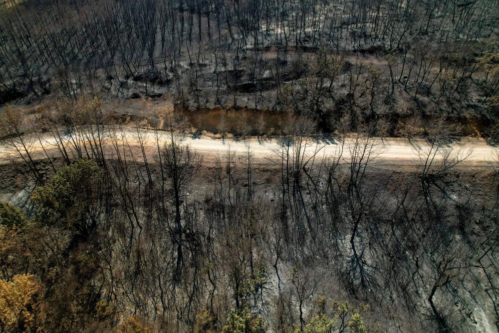 View of a burned forest following a wildfire, near the village of Avantas in the region of Evros, Greece, August 28, 2023/REUTERSPix