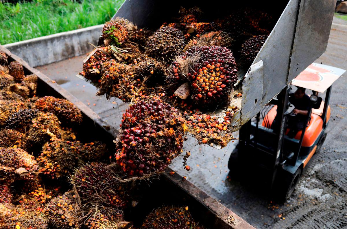 Fresh fruit bunches of oil palm are seen on a lorry to be sent to a mill at a the palm oil collection centre for smallholders in Banting, Selangor, Malaysia, June 10, 2022. Picture taken June 10, 2022. - REUTERS
