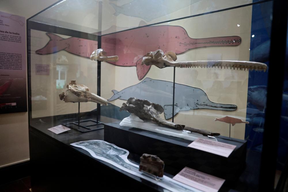 A fossil of the skull of the largest dolphin in history that inhabited the Peruvian Amazon 16 million years ago and was discovered in an expedition sponsored by the National Geographic Society is exhibited at the Museum of Natural History in Lima, Peru, March 20, 2024/REUTERSPix