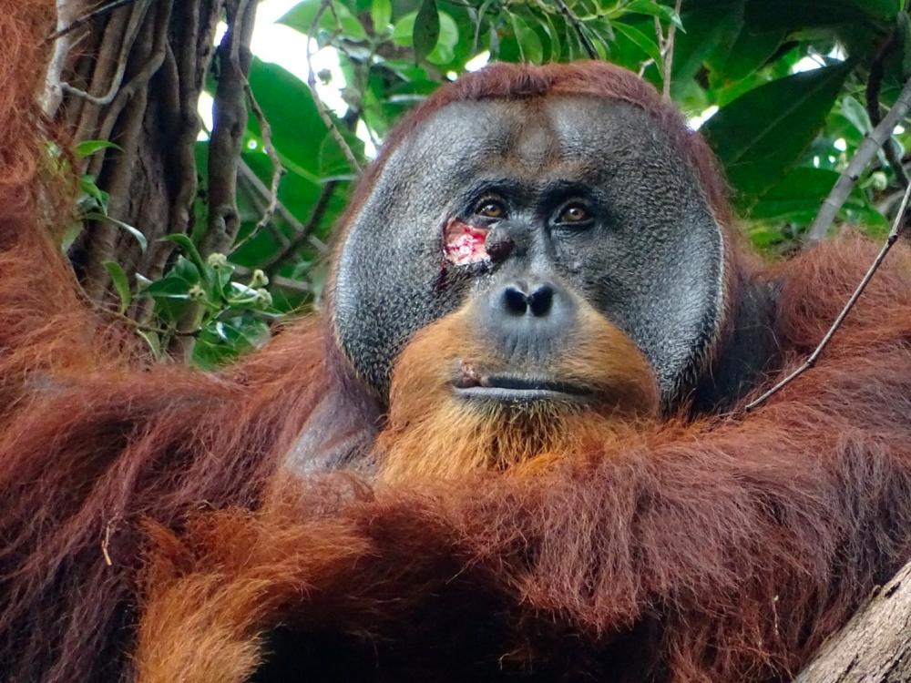 A male Sumatran orangutan named Rakus, with a facial wound below the right eye, is seen in the Suaq Balimbing research site, a protected rainforest area in Indonesia, two days before the orangutan administered wound self-treatment using a medicinal plant, in this handout picture taken June 23, 2022. - REUTERSPIX