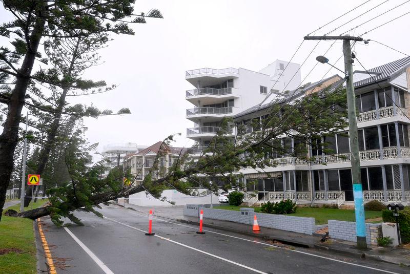 A fallen tree lies on powerlines at Labrador following heavy rains and winds caused by Cyclone Alfred on the Gold Coast, Australia. AAP Image/Dave Hunt/via REUTERS