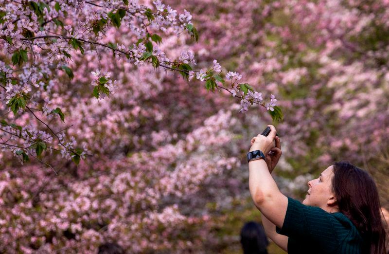 For visual purposes only-A woman takes photos of pink cherry blossom trees in a park in Moscow, Russia April 22, 2025. REUTERSpix