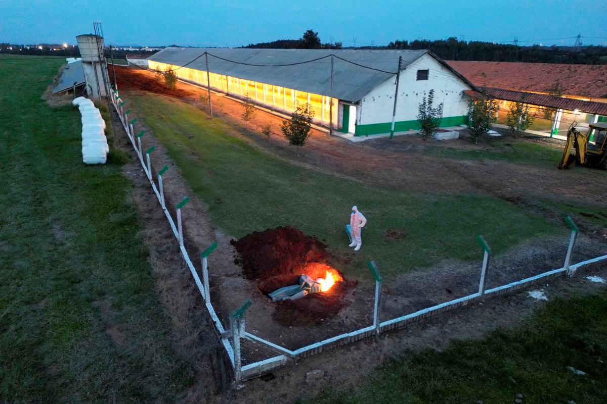 A person wearing a hazmat suit stands next to burning egg cartons and other items in a hole in the ground at a poultry farm after Brazil confirmed its first outbreak of bird flu on Friday, triggering protocols for a country-wide trade ban from top buyer China and state-wide restrictions for other major consumers, in Montenegro, Brazil May 16, 2025. REUTERSpix