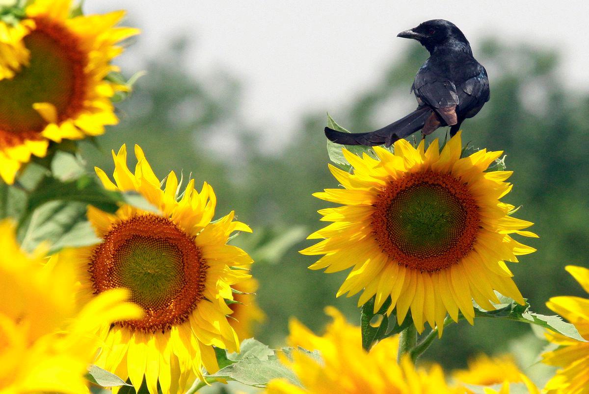 Many Indian farmers cultivate sunflower for its seeds to produce cooking oil. - REUTERSPIX