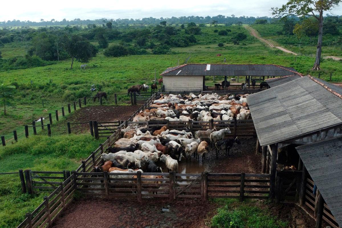 A drone view shows cattle during an auction in the city of Xinguara in the interior of Para state, Brazil, March 14, 2025. - REUTERSPIX
