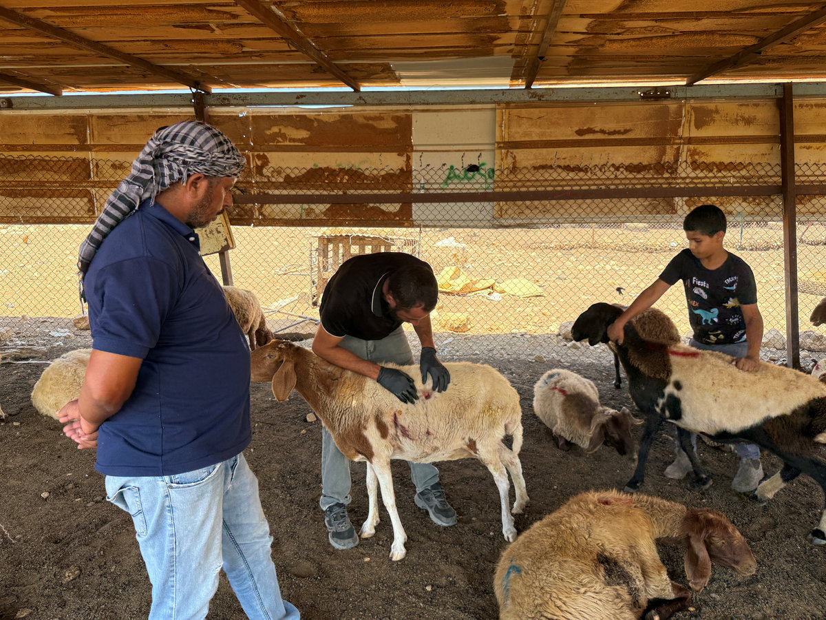 Palestinians checks wounded sheep after settlers attack a Bedouin community in the Jordan valley, in the Israeli-occupied West Bank, July 18, 2025. - REUTERS
