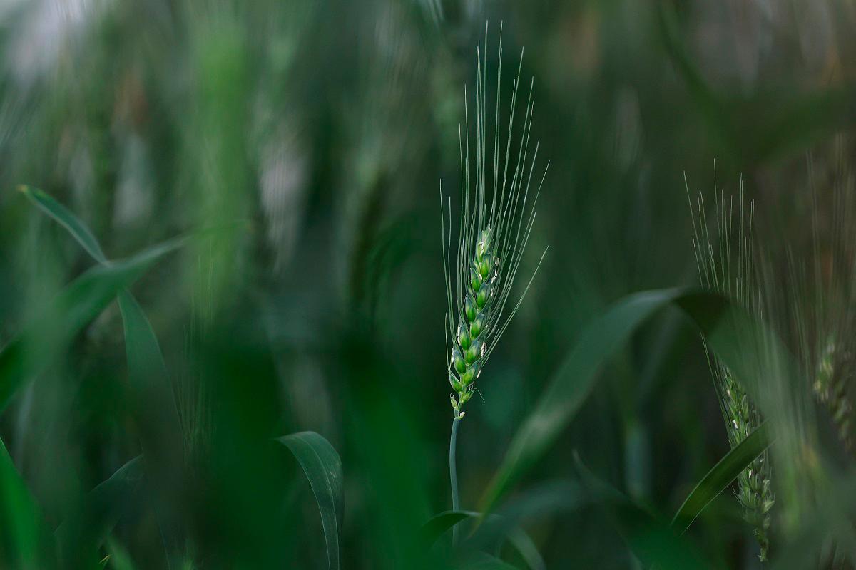 Wheat plant ready for cross-pollination is pictured at InterGrain in Perth, Australia, May 15, 2025. - REUTERS/Hollie Adams To match Special Report CLIMATE-FOOD/WHEAT