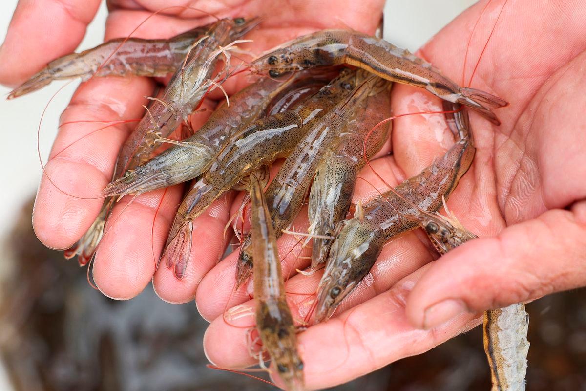 A worker shows live shrimps at Ujung Kulon Sukses Makmur Abadi, a shrimp farms company in Pandeglang, Banten province, Indonesia. Reuterspix