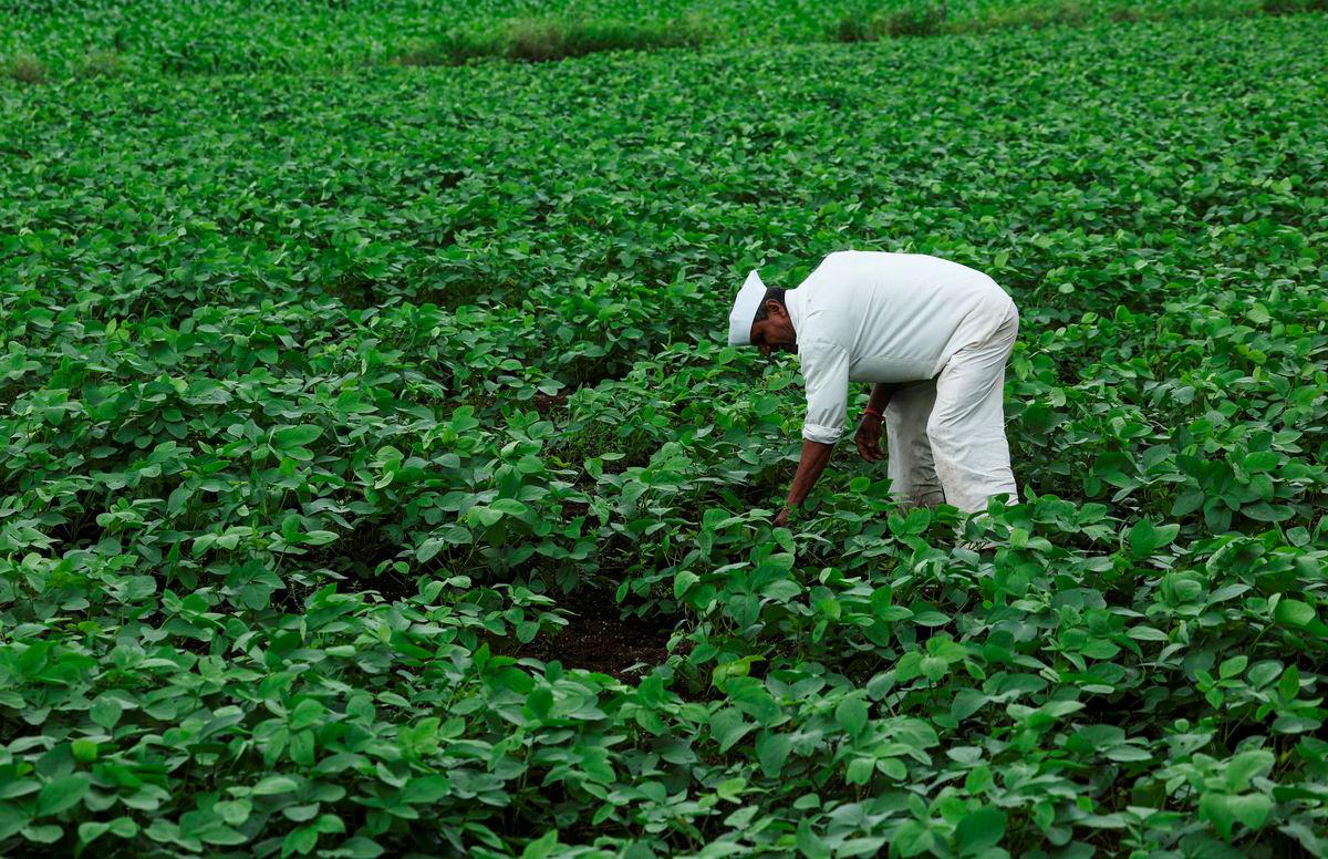 A farmer removes weeds from a soybean farm in Nashik, India, July 28, 2025. - REUTERSPIX