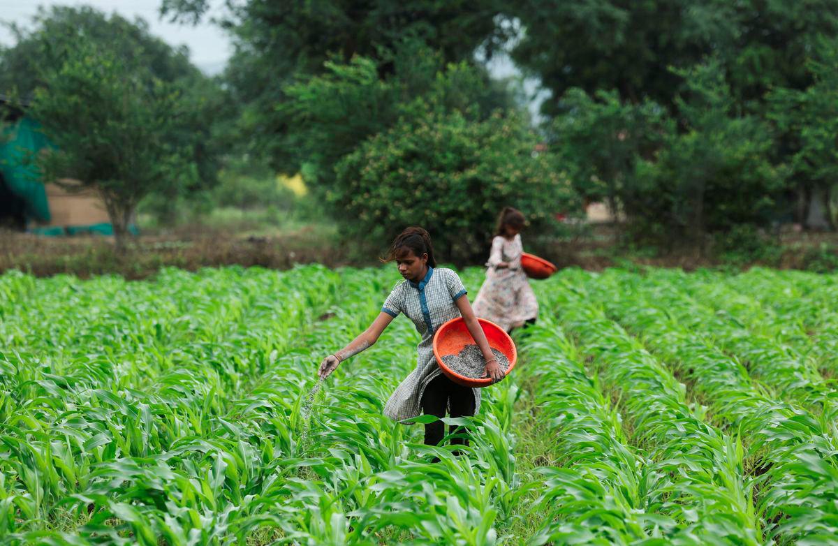 Girls sprinkle fertilizer in a corn farm in Nashik, India, July 28, 2025. - REUTERSPIX
