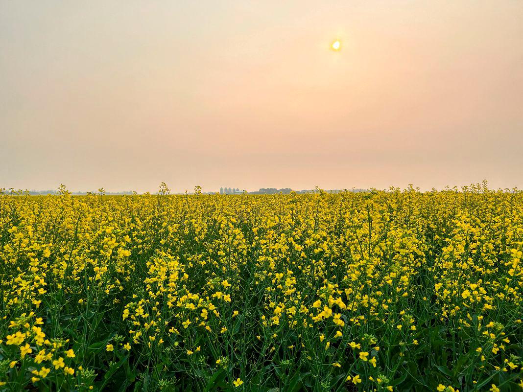 A flowering canola crop grows in the Canadian prairies in Saskatoon, Saskatchewan, Canada, July 14, 2025. - REUTERSPIX