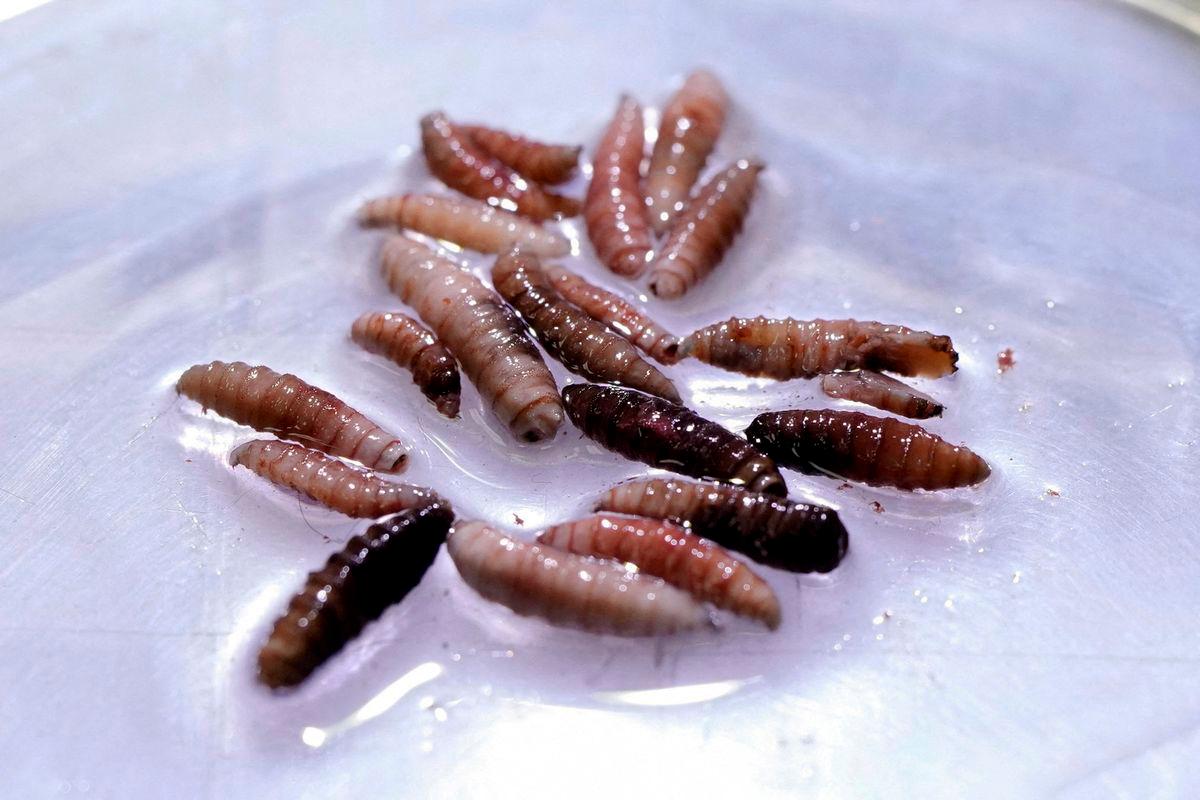 Larvae of the screwworm fly, collected from infected cows, are observed at the COPEG sterile fly production plant, which fights the spread of the cattle screwworm, in Pacora, Panama. Reuterspix