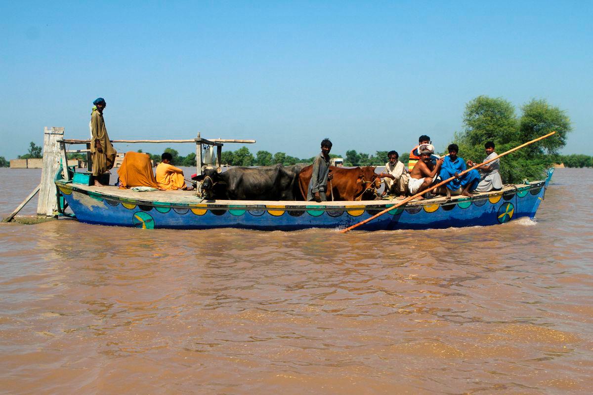 Residents travel with their cattle in a boat, as they evacuate flooded area, following monsoon rains and rising water levels of the Chenab River, in Seetpur, Punjab province, Pakistan, September 13, 2025. REUTERS/Quratulain Asim