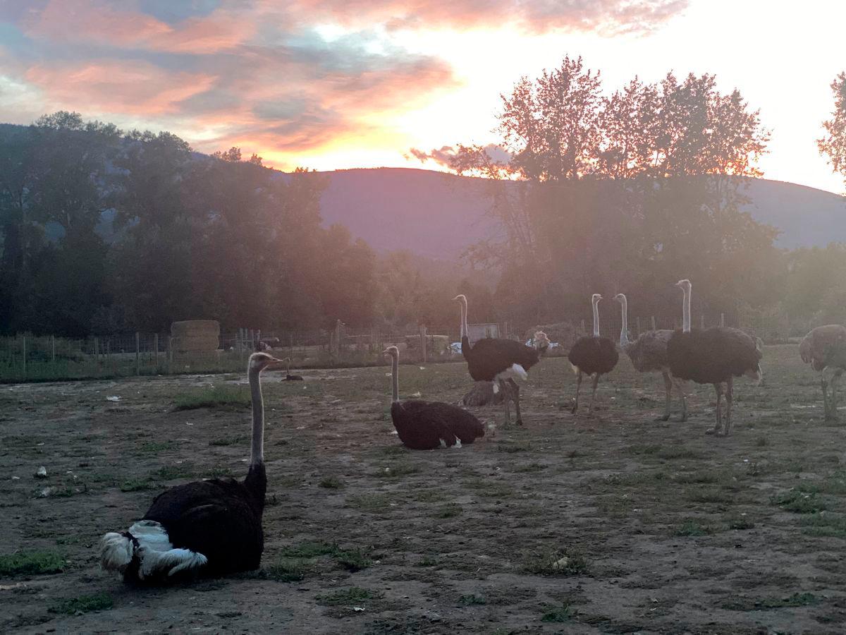 Canadian ostriches, part of a flock that was set to be culled after two dead birds tested positive for avian flu, and that was granted a last-minute stay of execution from Canada’s highest court on September 24, 2025, look on in this picture taken at Universal Ostrich Farms in Edgewood, British Columbia, Canada, September 20, 2025. Karen Esperson/Handout via REUTERS