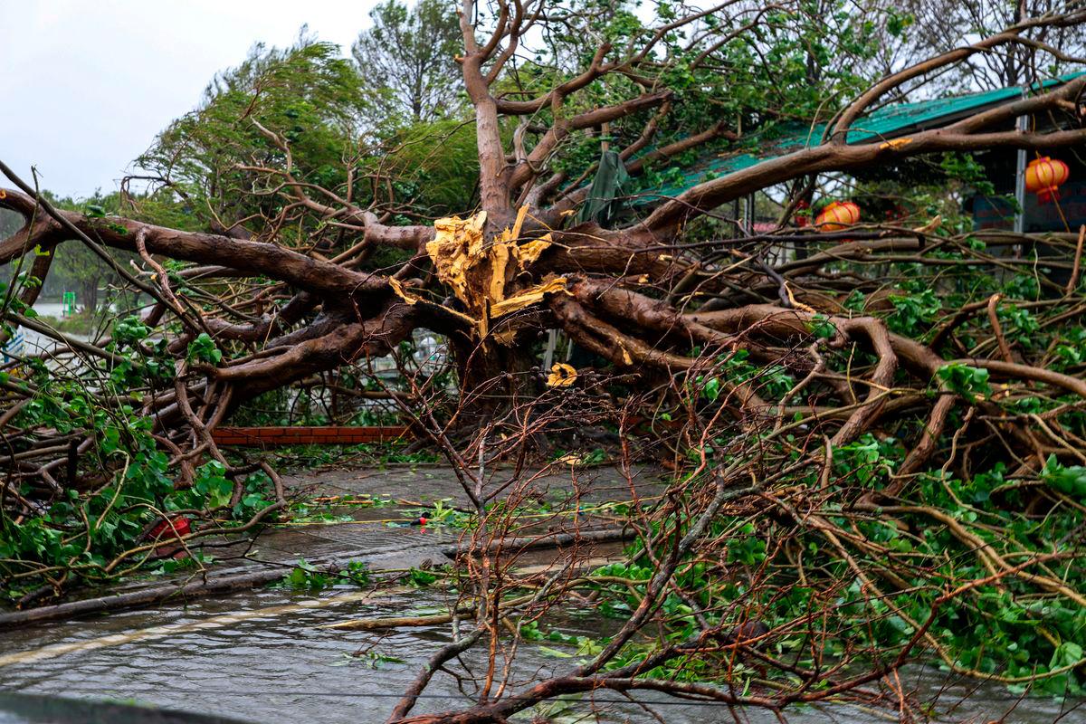 Pokok tumbang terbaring di atas tanah selepas Taufan Bualoi melanda wilayah Nghe An, Vietnam, 29 September 2025. REUTERS/Thinh Nguyen