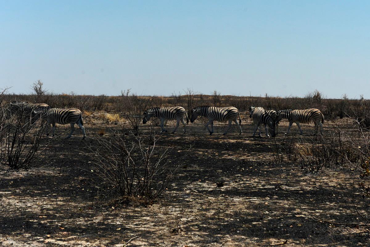 Zebras graze in a burnt field following the Etosha National Park wildfire, in the Kunene region, Namibia, October 1, 2025. - REUTERS/Noah Tjijenda