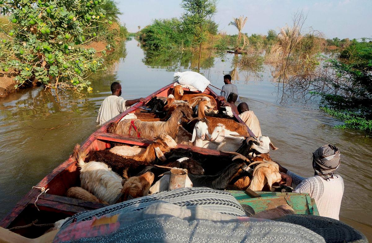 Beberapa lelaki Sudan mengemudi sebuah bot yang membawa kambing merentasi air banjir di kampung Wad Ramli, utara Khartoum, ketika penduduk berpindah selepas kawasan itu ditenggelami air Sungai Nil, Sudan, 1 Oktober 2025. - Reuters