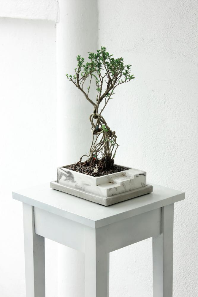 $!A Paisaje pot set in white marble cement. – COURTESY OF HARLEY DANKER