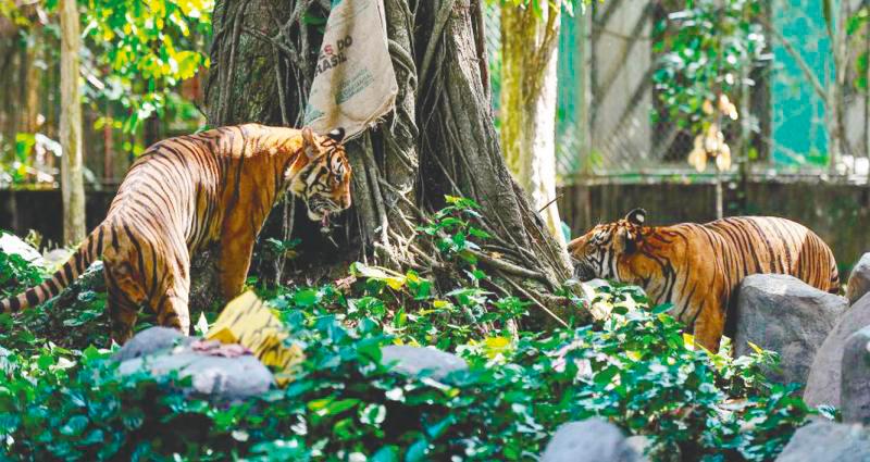 The Malayan tiger is on the brink of extinction. – BERNAMAPIX