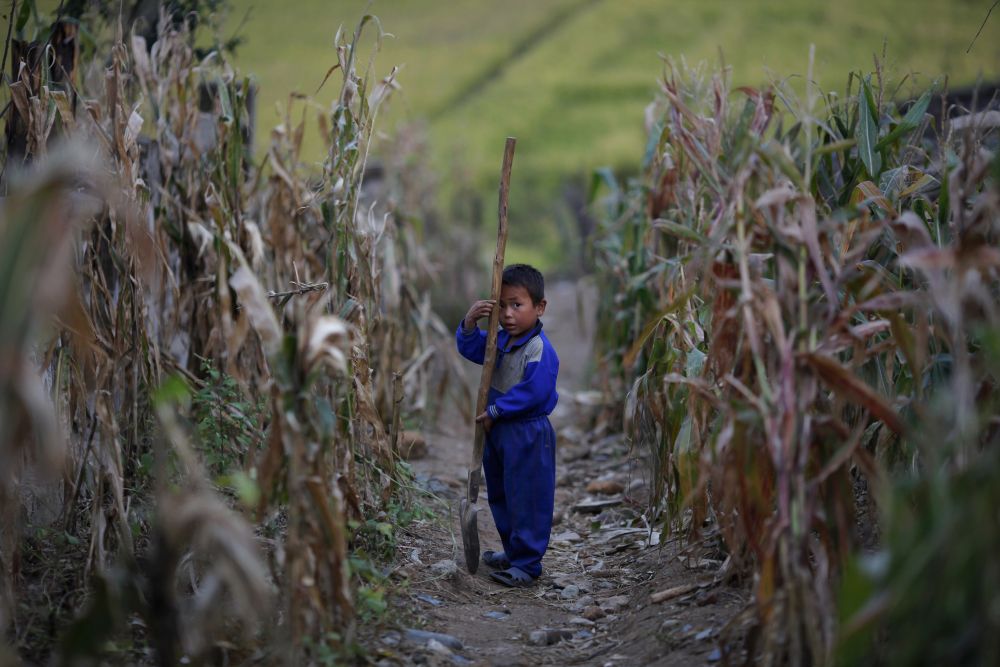 A North Korean boy holds a spade in a corn field in area damaged by recent floods and typhoons in the Soksa-Ri collective farm in the South Hwanghae province September 29, 2011. — Reuters