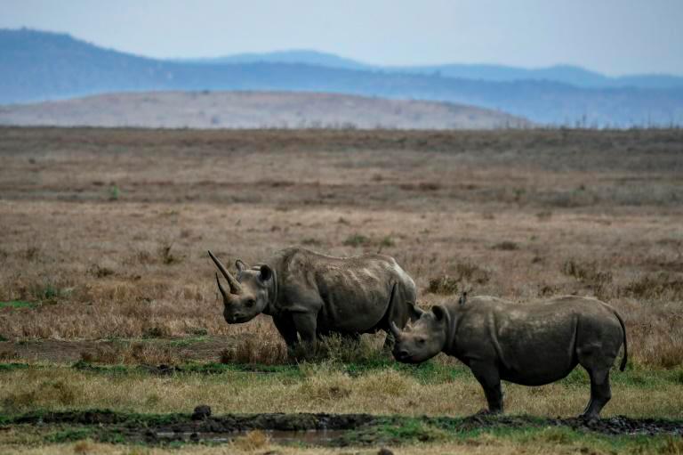 A female black rhino known as Sonia is pictured with her calf in the Lewa Wildlife Conservancy in Kenya. — AFP