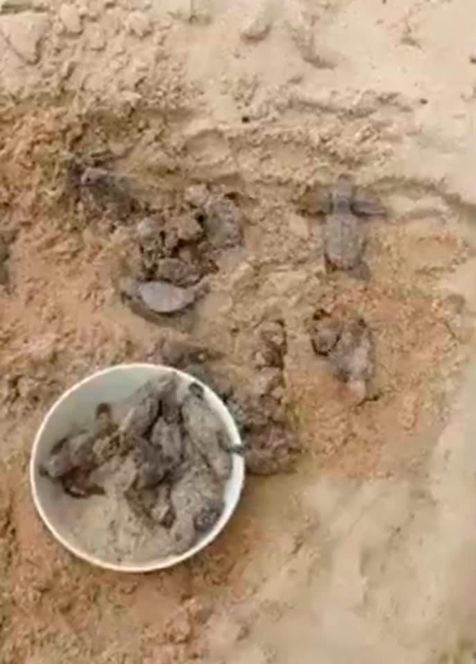 46 anak penyu karah diselamatkan orang awam di Port Dickson