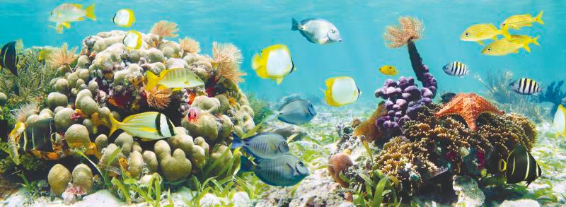 Prominent historians have devised their own theories about the underwater world. – 123RF