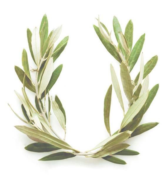 Since ancient times, the olive tree has been an integral symbol of Peace, Victory, Honor, and Unity. –Grelia $!Since ancient times, the olive tree has been an integral symbol of Peace, Victory, Honor, and Unity. –Grelia