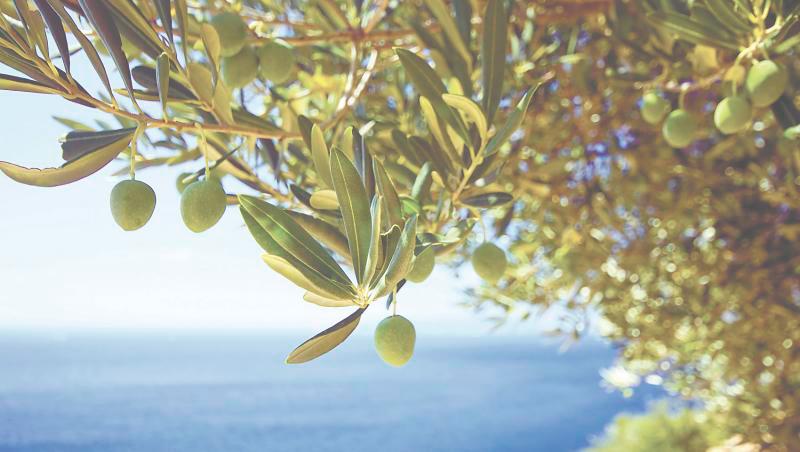 Olive oil: history and types