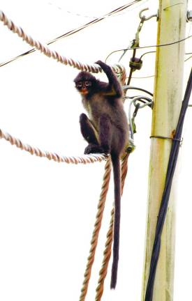 Despite its critically endangered status, Nadine said the Raffles’ Banded Langur is notably absent from Malaysia’s national conservation agenda. – Pic courtesy of Lee Zan Hui