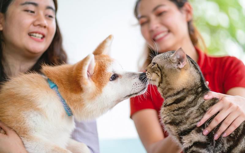 Our pets can tell us plenty about their emotional state based on their body language.