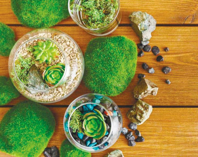 Moss grows much better than grass as it has adapted to grow in poor soil conditions and shady areas of the garden. – 123RF $!Moss grows much better than grass as it has adapted to grow in poor soil conditions and shady areas of the garden. – 123RF