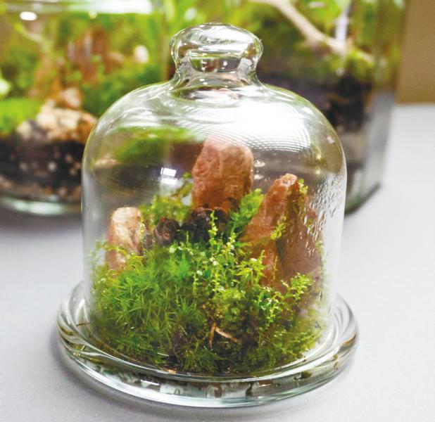 Mist the plant regularly and give it a good watering about twice a week to keep your moss healthy. – 123RF $!Mist the plant regularly and give it a good watering about twice a week to keep your moss healthy. – 123RF