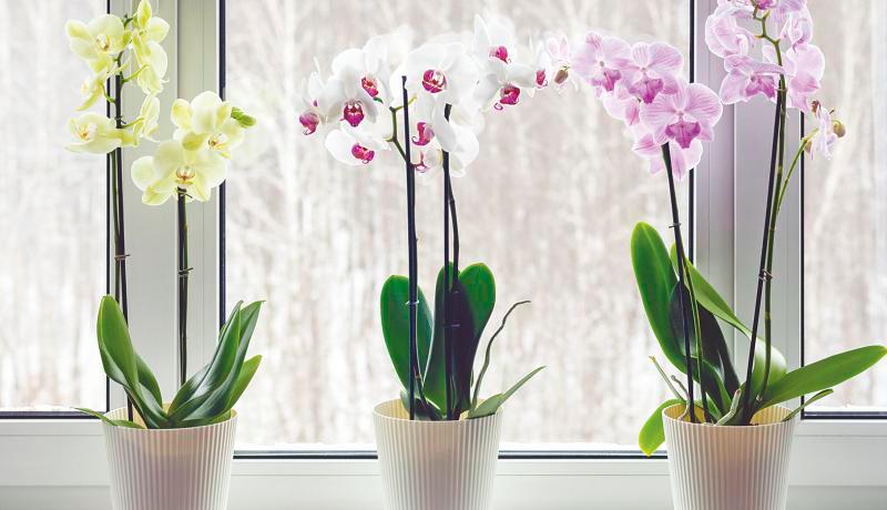 $!Orchids.