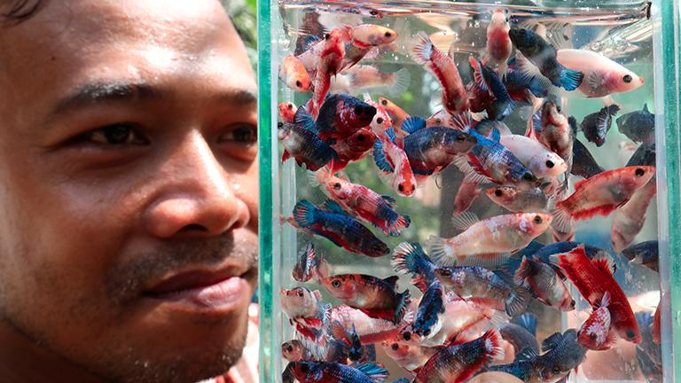 $!REWARDING ... What started as a hobby not long ago for electronics factory employee Jamil Mohamed in rearing Siamese fighting fish has turned into a lucrative sideline breeding and selling them at RM10 to RM200 each at his home in Kampung Permatang Rawa, Penang. - MASRY CHE ANI/THESUN