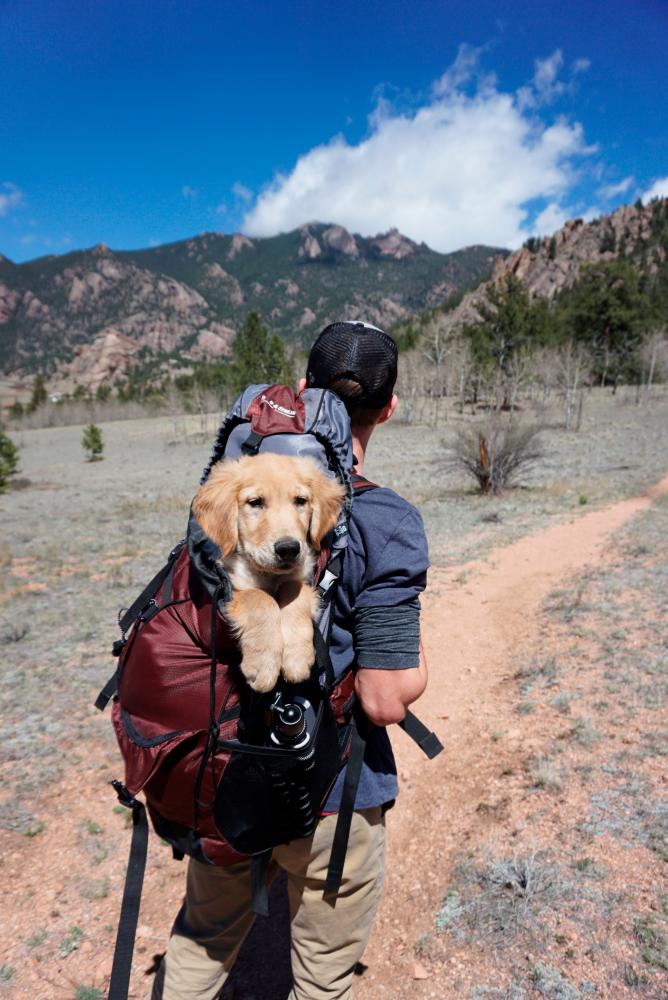 $!Travelling with pets can be rewarding but it is vital to plan ahead to minimise stress and ensure a smooth and enjoyable experience. – PEXELS