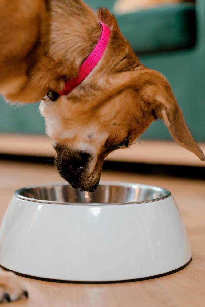 $!Understanding the financial responsibilities associated with pet ownership ensures that you can provide a comfortable life for your furry friend.